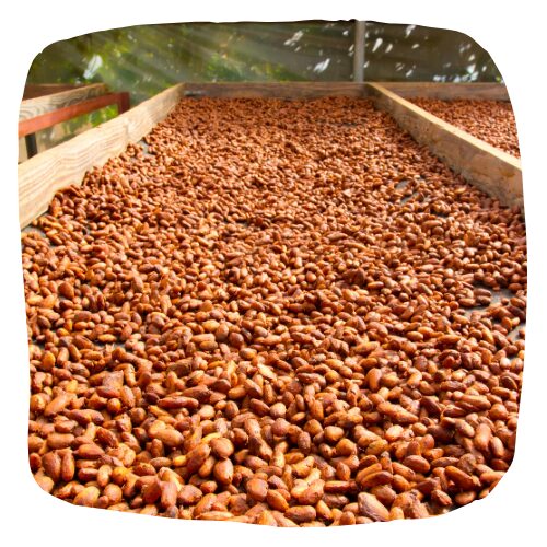 Cacao processing Garden of Dreams Image 500 x 500 dark side of cacao processing - conventional farming methods